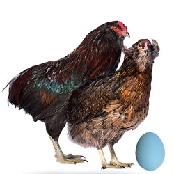 курица и петух породы араукана