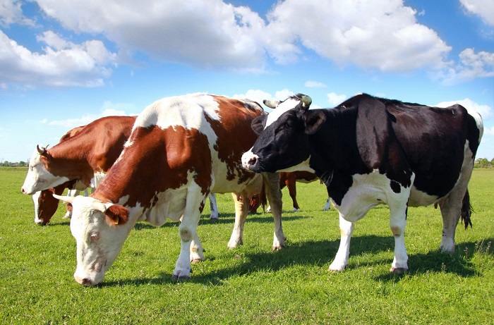 Уход за коровой: от А, до Я