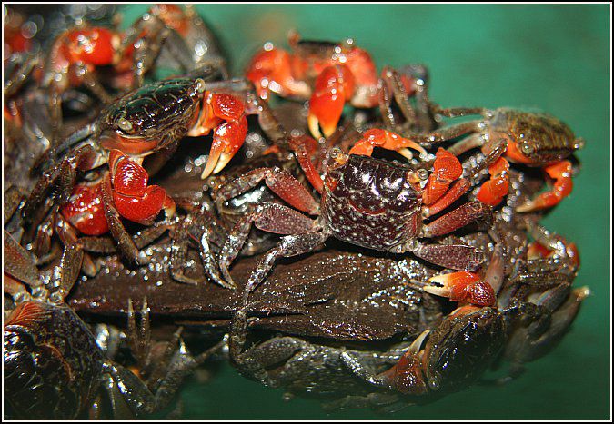мангровые крабы