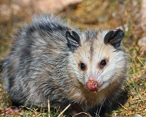 Обыкновенный опоссум Обыкновенный опоссум