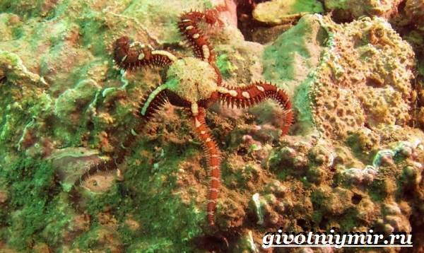 Офиура-животное-Образ-жизни-и-среда-обитания-офиуры-4