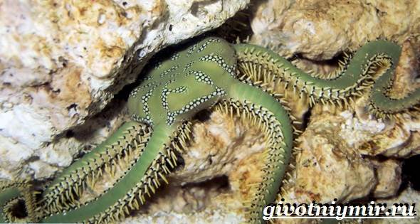 Офиура-животное-Образ-жизни-и-среда-обитания-офиуры-5