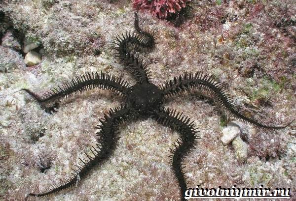 Офиура-животное-Образ-жизни-и-среда-обитания-офиуры-8