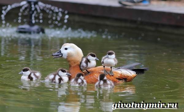 Ворон-птица-образ жизни-и-среда обитания-птица-приклад-6