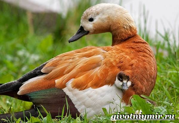 Ворон-птица-образ жизни-и-среда обитания-птица-приклад-7