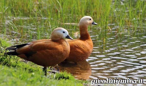 Ворон-птица-образ жизни-и-среда обитания-птица-приклад-8