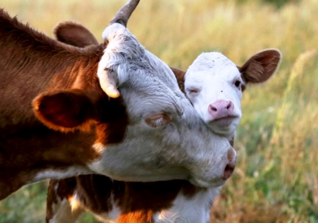 Уход за коровой: от А, до Я