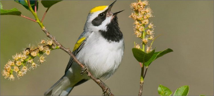 красивая-птичка-поет