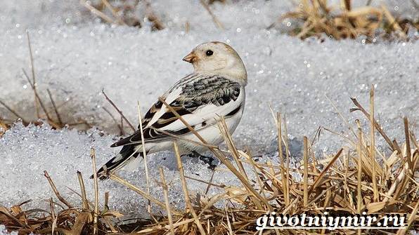 Пуночка-птица-Образ-жизни-и-среда-обитания-пуночки-11