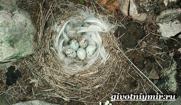 Пуночка-птица-Образ-жизни-и-среда-обитания-пуночки-12