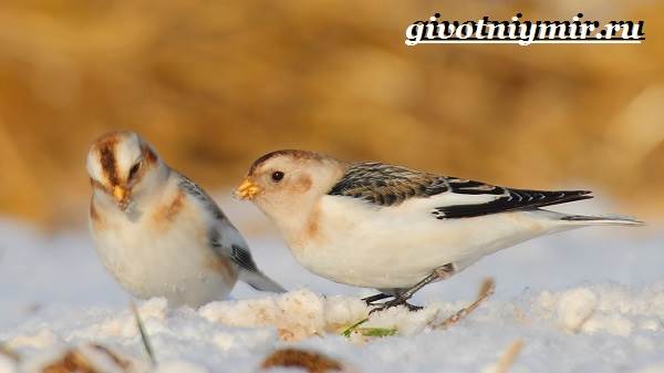 Пуночка-птица-Образ-жизни-и-среда-обитания-пуночки-5