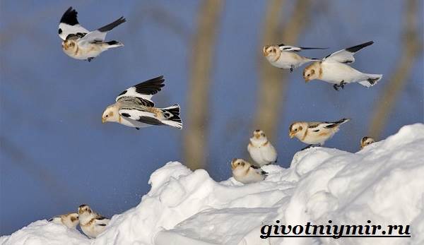 Пуночка-птица-Образ-жизни-и-среда-обитания-пуночки-8