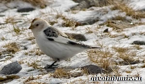 Пуночка-птица-Образ-жизни-и-среда-обитания-пуночки-9