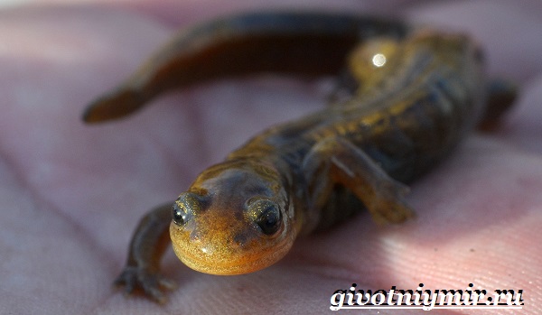 Сибирский-саламер-образ жизни и среда обитания-сибирский-саламер-3