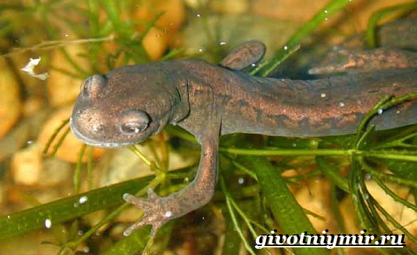 Сибирский-саламер-образ жизни-и-среда обитания-сибирский-саламер-4