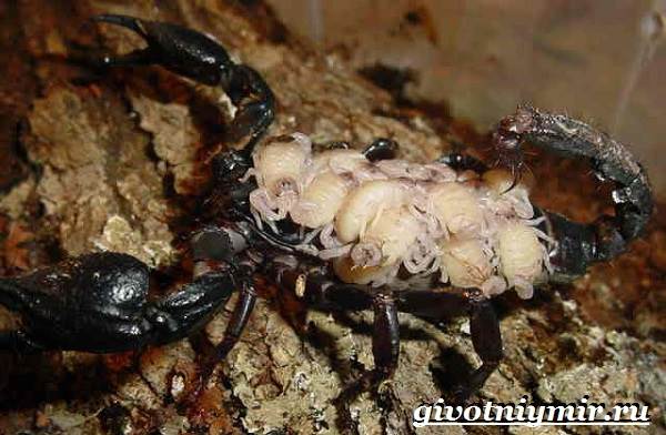 Скорпион-животное-образ жизни-и-среда обитания-скорпиона-9