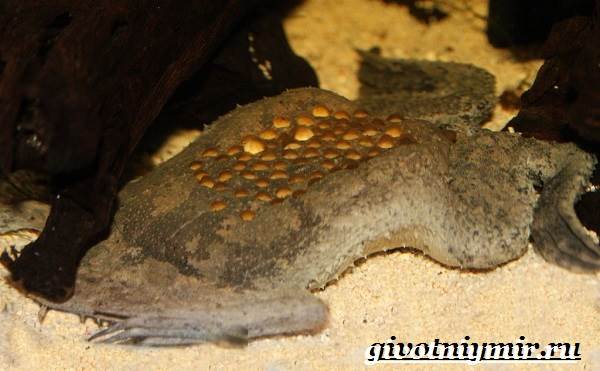 Суринам-пипа-жаба-образ жизни и среда обитания-суринам-пипа-8