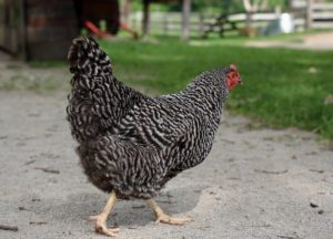 породистый цыпленок плимут рок