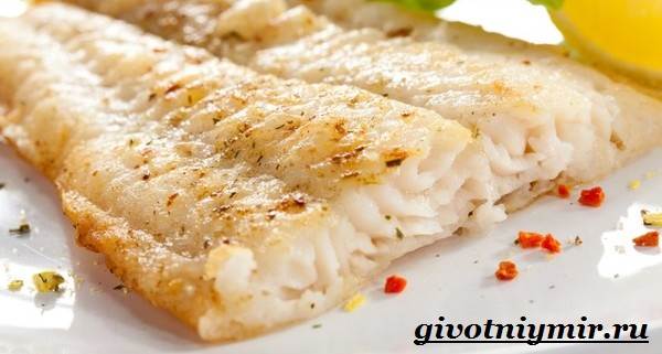 Образ жизни и среда обитания трески-рыбы-трески-8