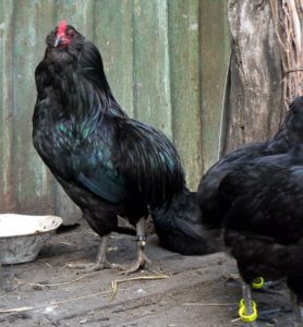 черные куры породы араукана