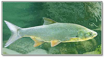 Рыба жерех foto zherekh