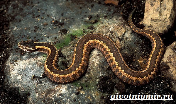 Змеи-Красной-книги-России-11
