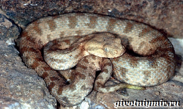 Змеи-Красной-книги-России-14