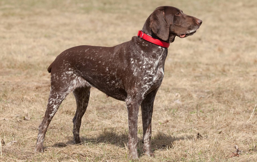 Цвета курцхааров