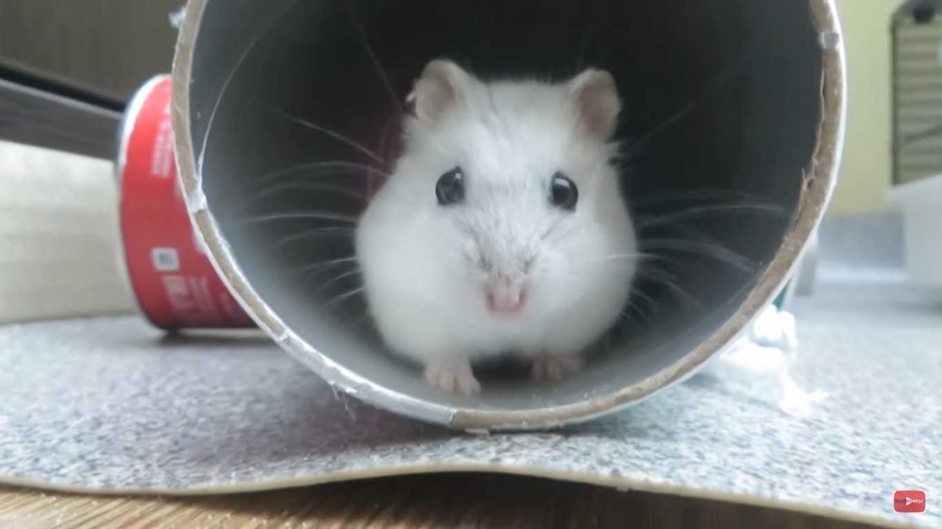 Фотографии из Джунгарика