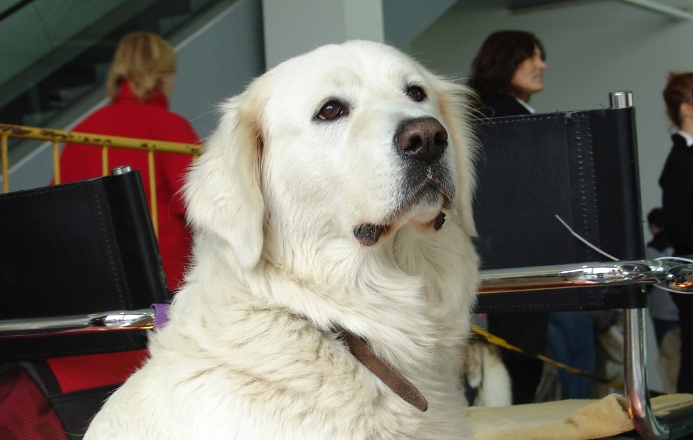 Характер подгалянской овчарки