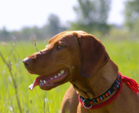 Здоровье выжившего венгра