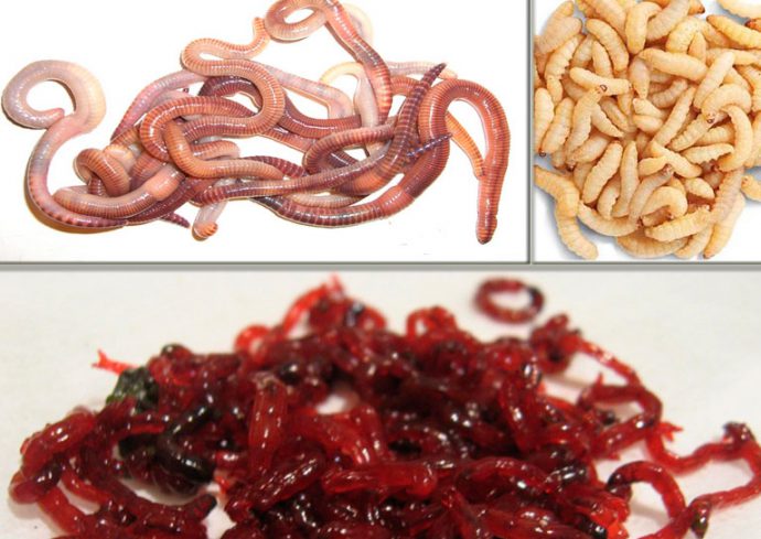 Ловля карася зимой: на мормышку и поплавочную снасть