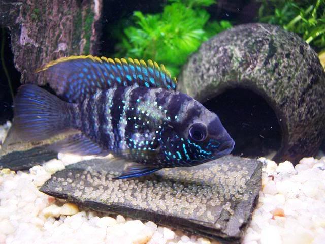Акара голубовато-пятнистая (Aequidens pulcher)