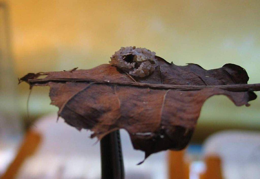 Гнездо ложноскорпиона фото