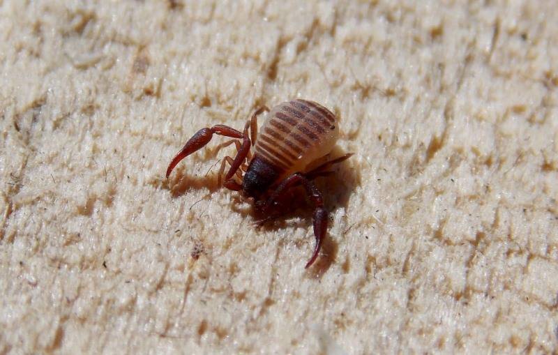 Книжный ложноскорпион (лат. Chelifer cancroides) Книжный ложноскорпион фото (лат. Chelifer cancroides)