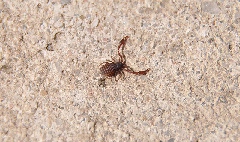 Книжный лжескорпион фото (лат. Chelifer cancroides)