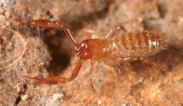 Лжескорпион Apochthonius diabolus фото