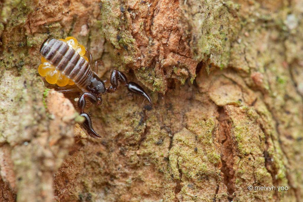 Самка и яйца ложноскорпиона фото