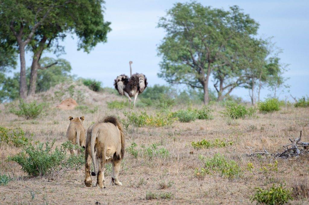 Враги страусов в природе фото