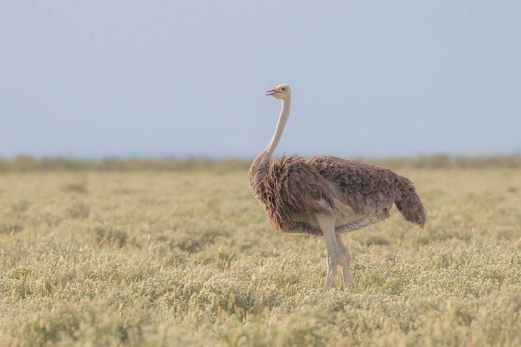 Южный страус самка фото (лат. Struthio camelus australis)