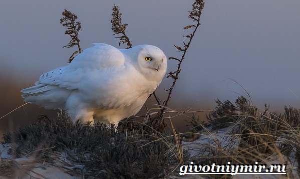 Снежная сова-Снежная сова-образ жизни и среда обитания-10