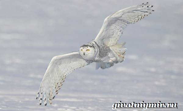 Снежная сова-Снежная сова-образ жизни и среда обитания-4