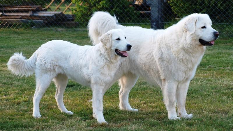 Внешний вид Подгалянца