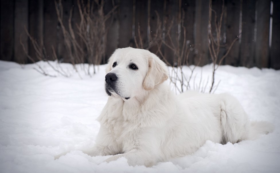 Характер подгалянской овчарки