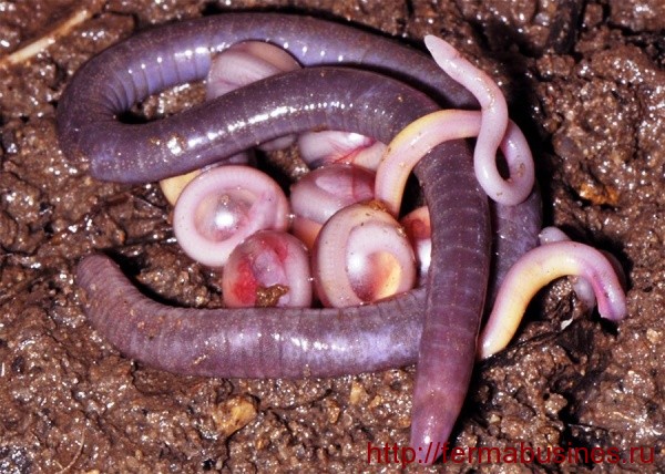 Взрослый с щепоткой яиц Взрослый с щепоткой яиц