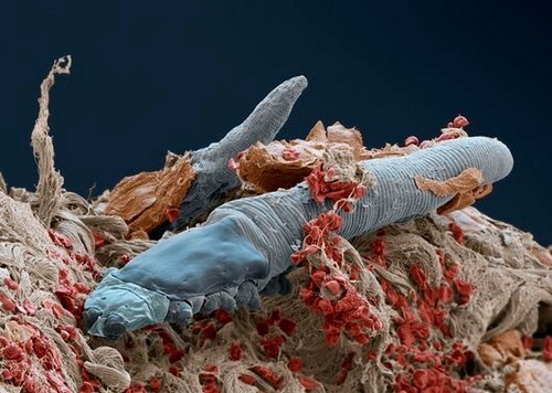 Демодекс у кошки