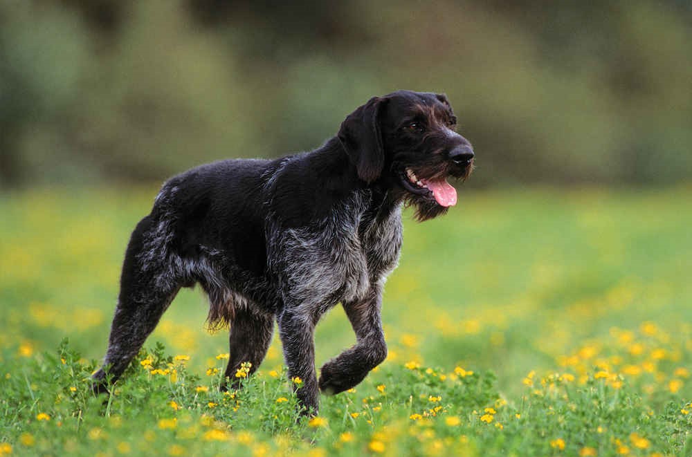 Короткие волосы и длинные волосы