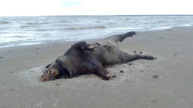 Чума – опасное заболевание для диких кабанов