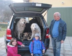 Характер подгалянской овчарки