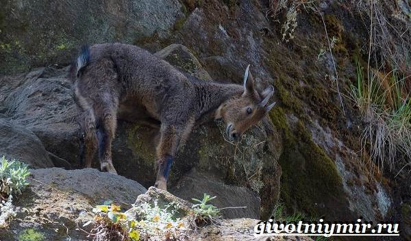 Горал-животное-Образ-жизни-и-среда-обитания-горала-11